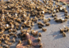 Brazil Has Lost 500 Million Bees VIRALLK.COM PUBLICATION HUB (1)