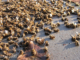 Brazil Has Lost 500 Million Bees VIRALLK.COM PUBLICATION HUB (1)