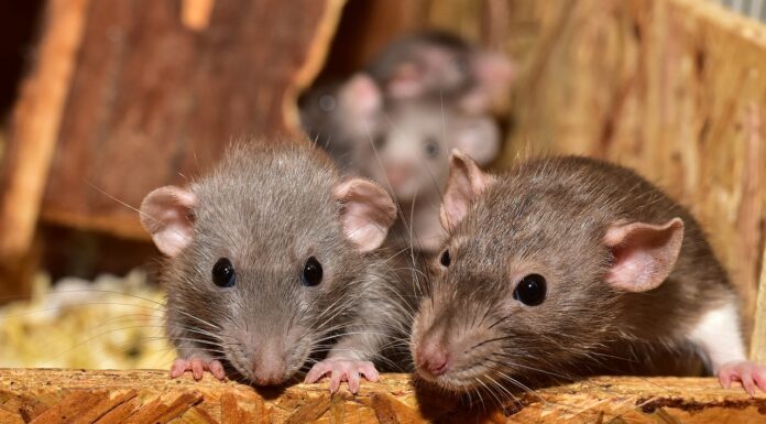 Rats Hide And Seek game virallk (1)