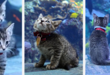 These Kittens And Pups Got To Explore A Giant Aquarium And It's Probably What We All Need In These Dark Times