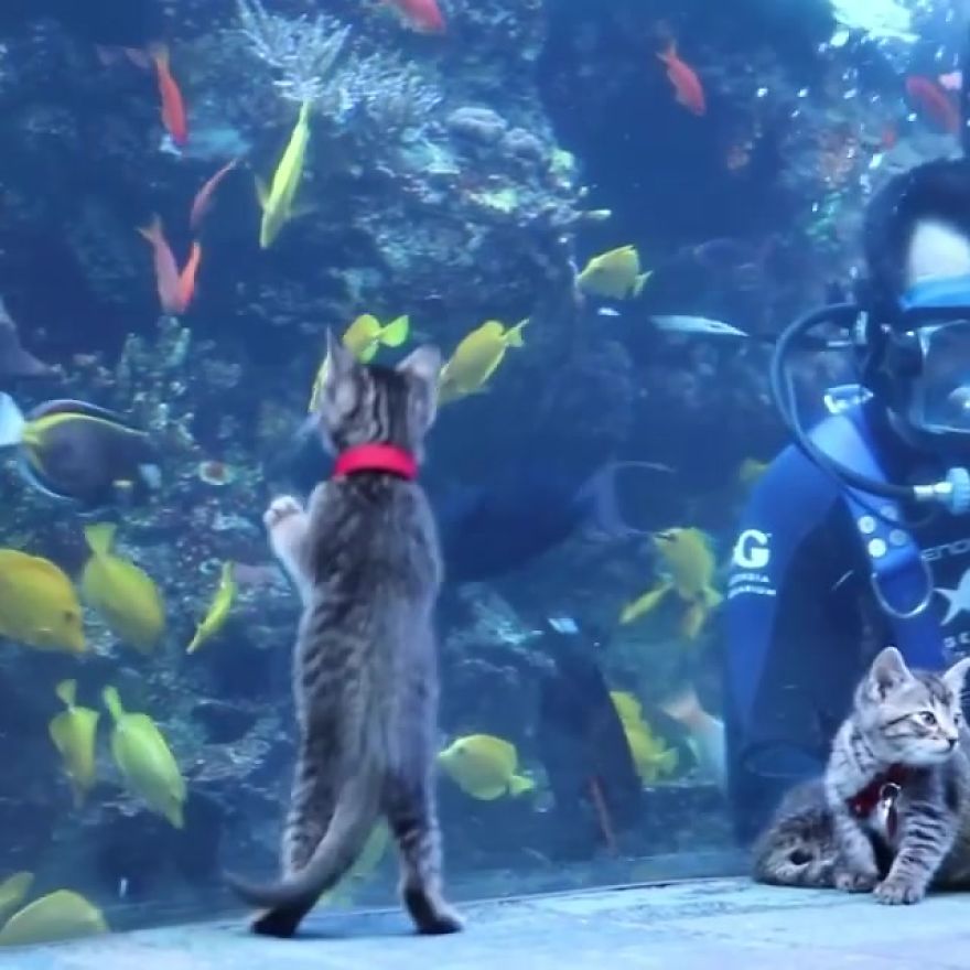 These Kittens And Pups Got To Explore A Giant Aquarium And It's Probably What We All Need In These Dark Times