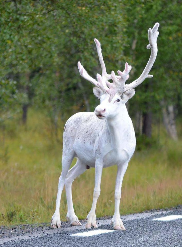 Albino Animals Who Are As Real As Your Life