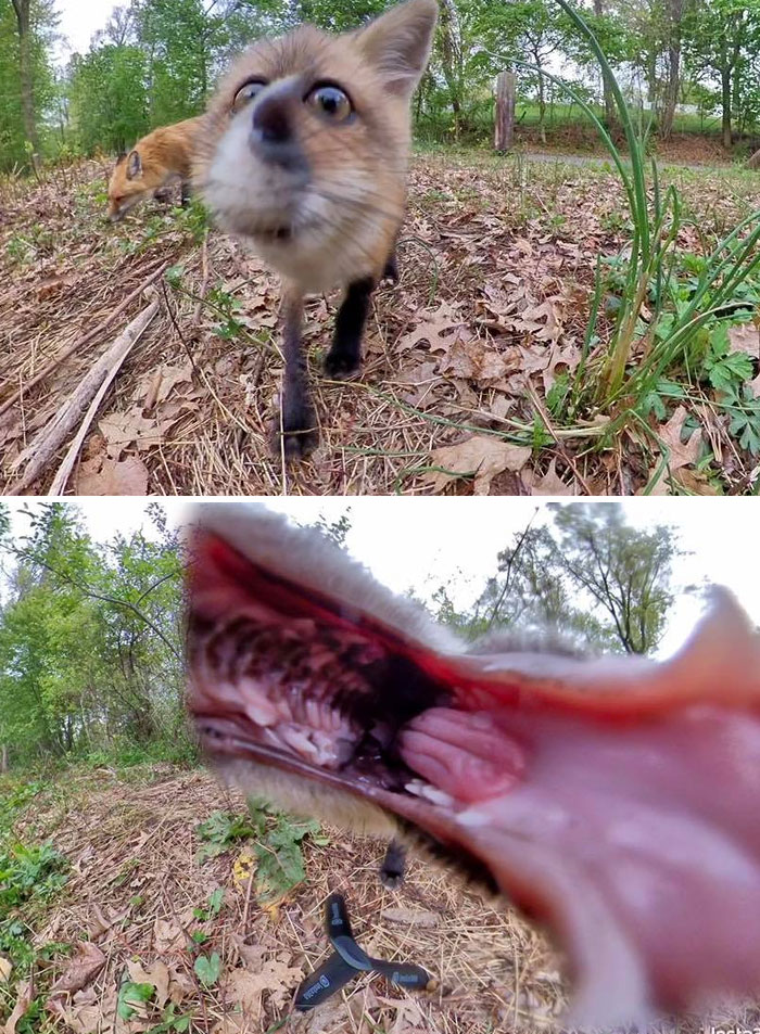 This Group Posts 'Crappy Wildlife Photos' And They’re Insanely Hilarious