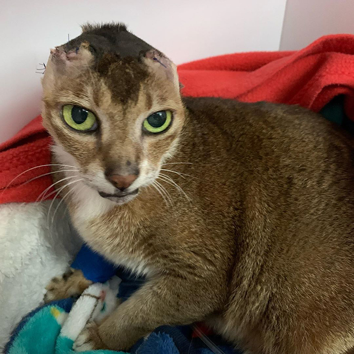 Cat Who Lost His Ears Finds Forever Home And A Best Friend