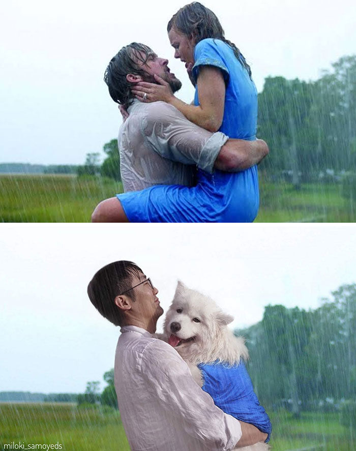 Dog owner Replaced Actors In Famous Movie Scenes With his Dogs and its look fantastic.