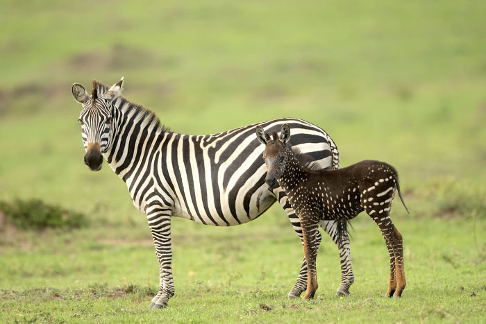 It was a rare polka dot baby zebra which won the hearts of everybody
