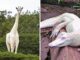 Albino Animals Who Are As Real As Your Life