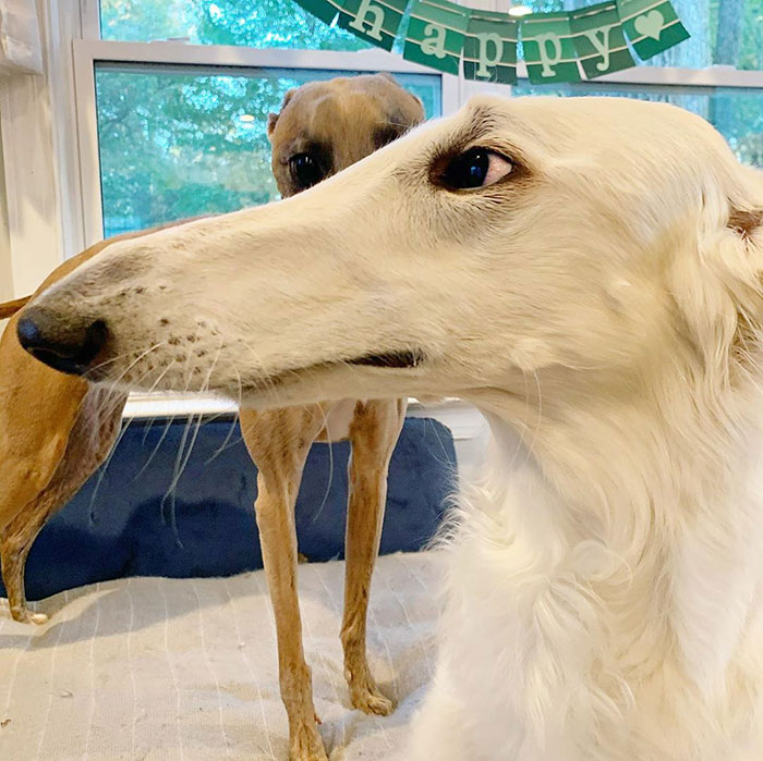 Very Long Dog With Even Longer 12.2-Inch Snout Eris Lily and Savannah