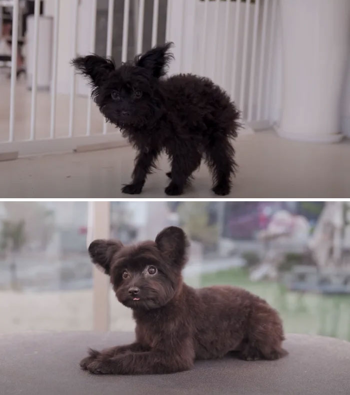 Amazing Dog groom transformations