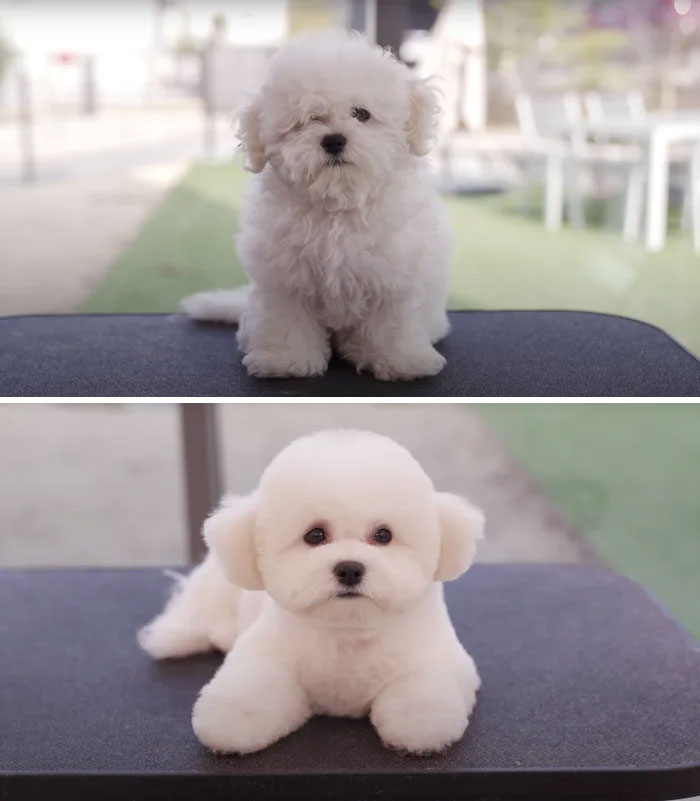 Amazing Dog groom transformations Before and after