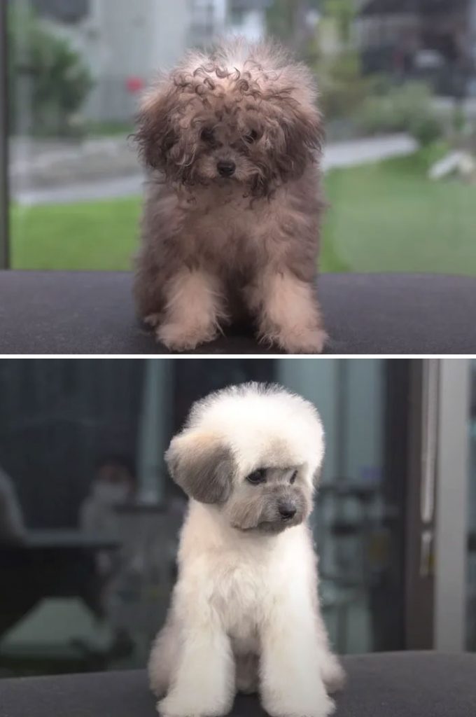 Amazing Dog groom transformations Before and after