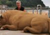 Sand Artist Creates Detailed Sculptures That You Could Easily Mistake For Live Animals If You Saw Them From A Distance
