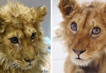 Rescuers Save Baby Lion Who Had His Legs Broken Karen Dallakyan, a vet in Russia