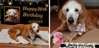 This Cute Golden Retriever Becomes The First Golden Retriever To Reach The Age Of 20 Augie the oldest known golden retriever Tennessee Dog