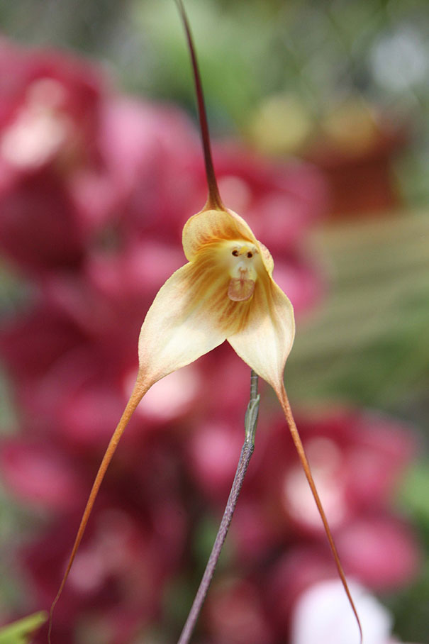 These Dracula Orchids Look Like Cute And Sometimes Angry Monkey Faces