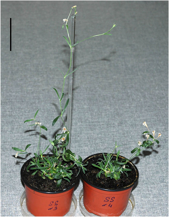 Scientists Grew A Plant From A 32,000-Year-Old Seed