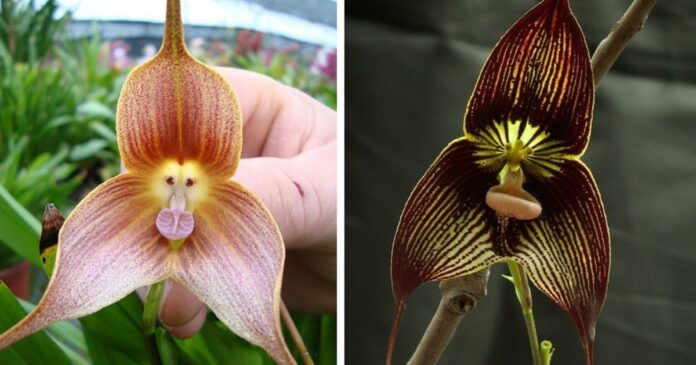 These Dracula Orchids Look Like Cute And Sometimes Angry Monkey Faces