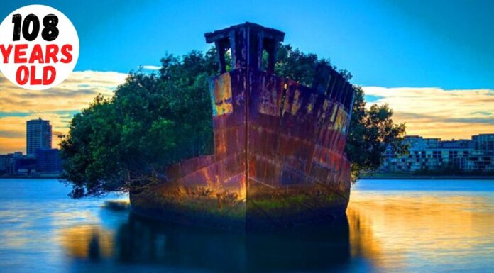108-Year-Old Ship in Sydney Became A Floating Forest