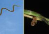 Flying snakes? Here’s how they can glide through the air
