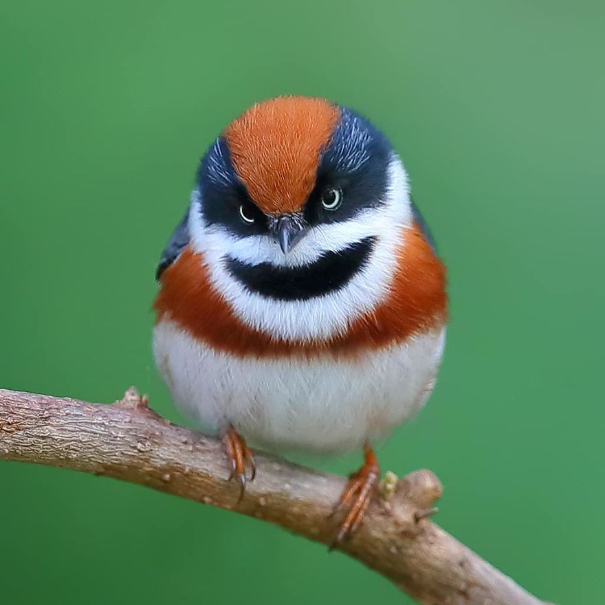 This Bird Is Called The Black-Throated Bushtit