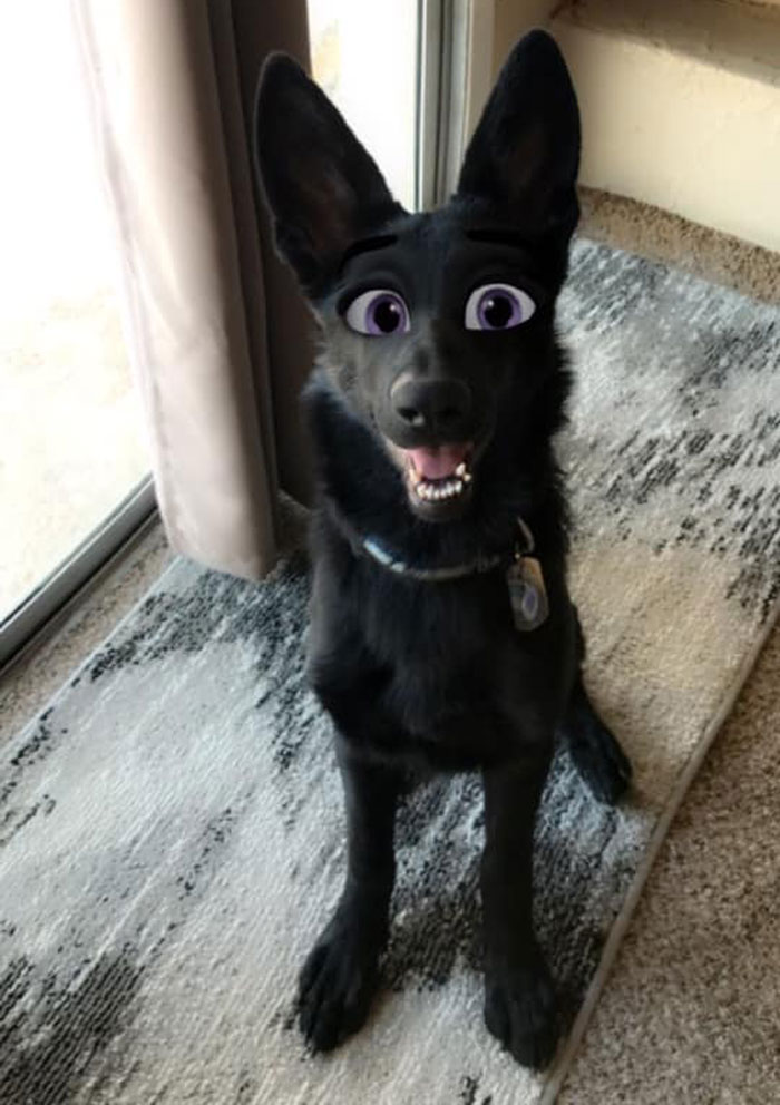 This New Snapchat Filter Makes Your Dog Look Like A Disney Character And Here Are 30 Of The Best Results