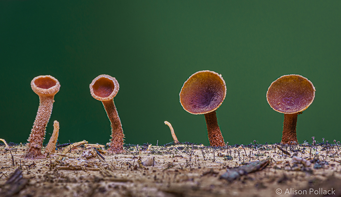 Photographer Takes Extreme Macro Photos To Show How Mesmerizing Mushrooms Can Be Allison Pollack
