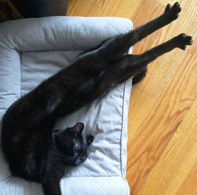 “What’s Wrong With My Cat?” Online Group Has Owners Posting Pics of Their Malfunctioning Cats