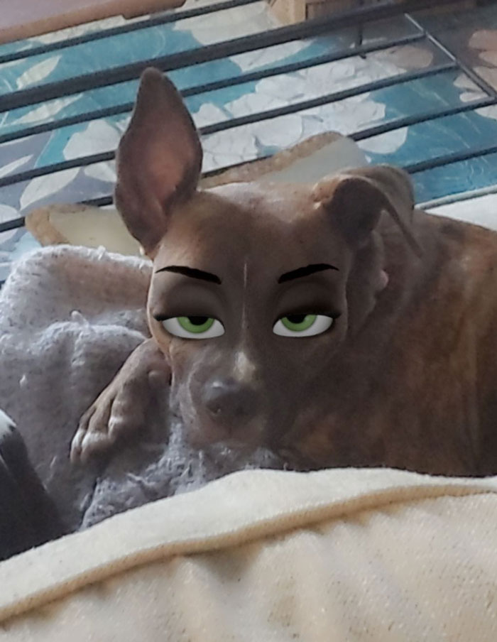 This New Snapchat Filter Makes Your Dog Look Like A Disney Character And Here Are 30 Of The Best Results