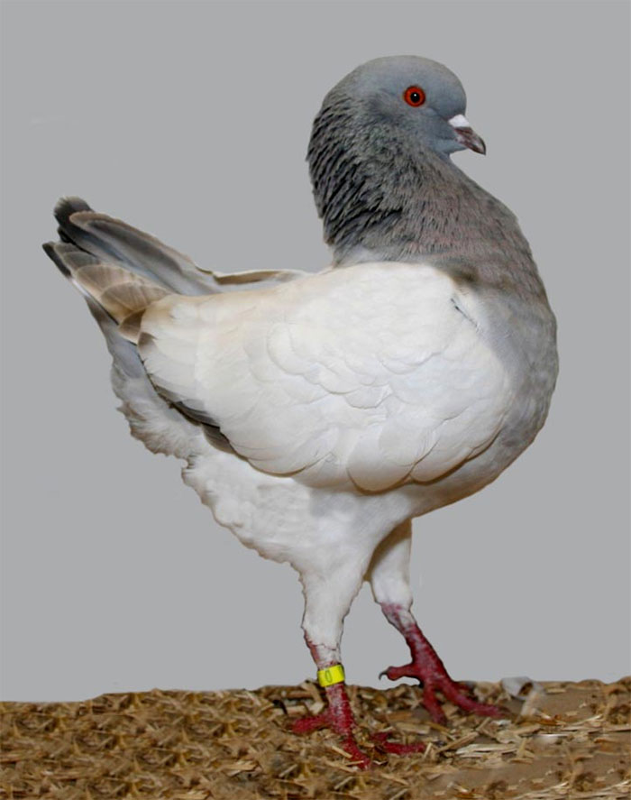 world’s most beautiful types of pigeons