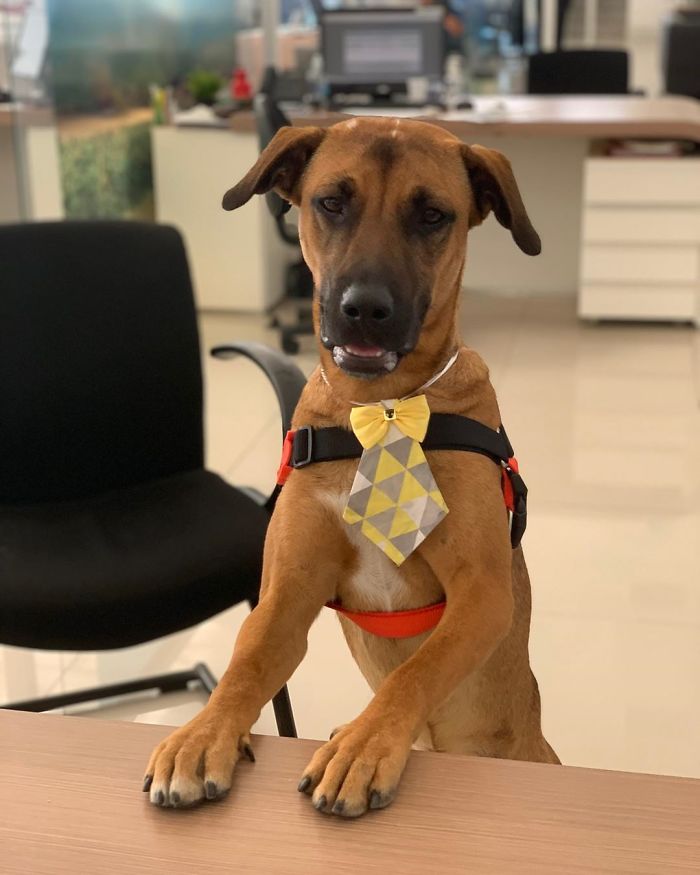 Stray Dog Keeps Visiting A Hyundai Dealership, They Give Him A Job And His Own Badge
