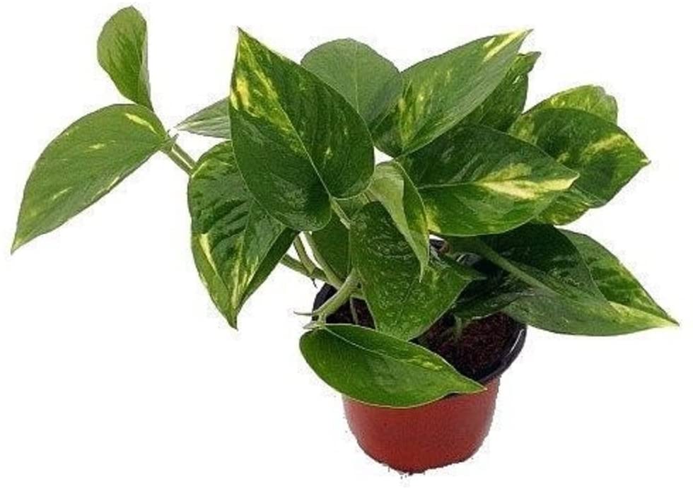 The Best Air-Cleaning Plants, According to NASA