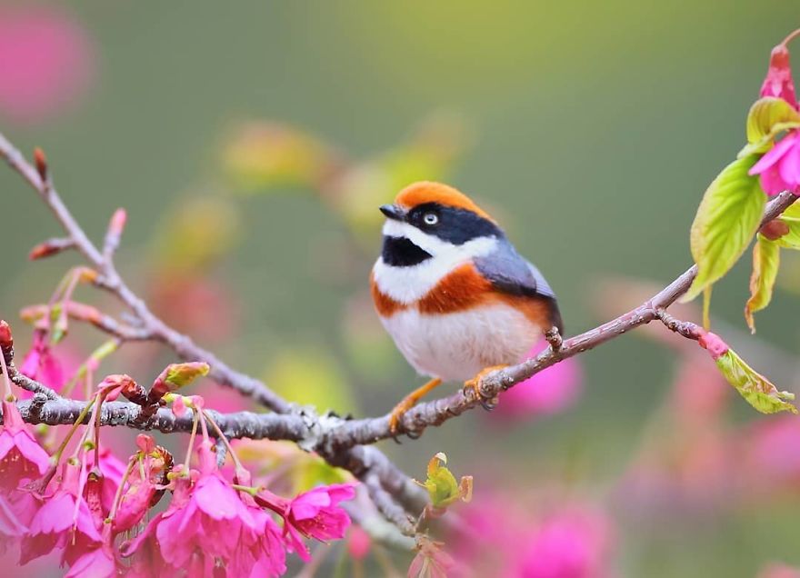 This Bird Is Called The Black-Throated Bushtit