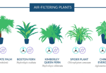 The Best Air-Cleaning Plants, According to NASA