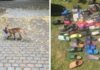 Fox From Berlin Gets Unmasked As A Crocs-Thief With A Collection Of Over 100 Stolen Shoes