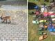 Fox From Berlin Gets Unmasked As A Crocs-Thief With A Collection Of Over 100 Stolen Shoes