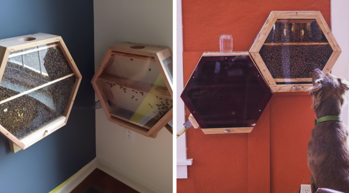 Genius Company Installs Beehives In Your Living Room, And Here’s How It Works