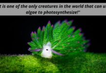 Sea Slug Eats So Much Algae It Can Photosynthesize