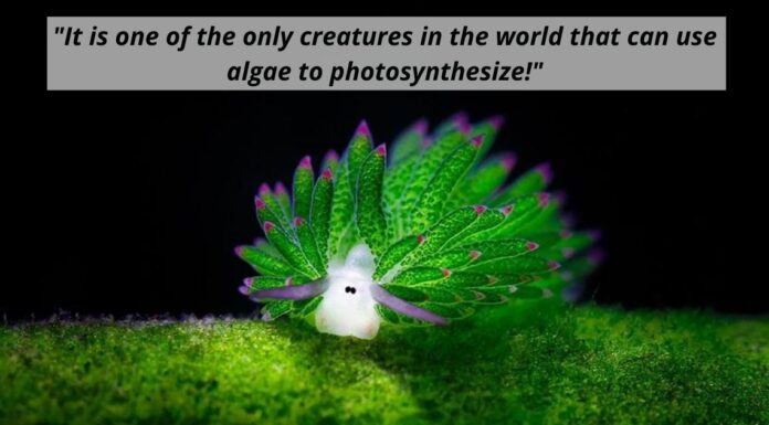 Sea Slug Eats So Much Algae It Can Photosynthesize