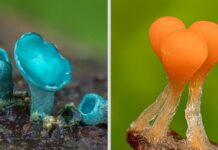 Photographer Takes Extreme Macro Photos To Show How Mesmerizing Mushrooms Can Be Allison Pollack
