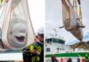 Two Beluga Whales Are Rescued From Performing As Show Animals In China