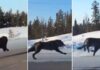 Woman Films Two Giant Wolves Running Alongside Her Car On Highway