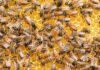 Molecule In Honeybee Venom Destroys Breast Cancer Cells In Lab