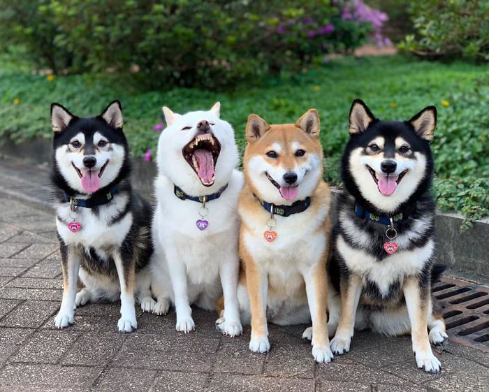 photobombing Dog Funny Dog Pic Shiba Inu