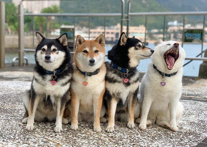 photobombing Dog Funny Dog Pic Shiba Inu