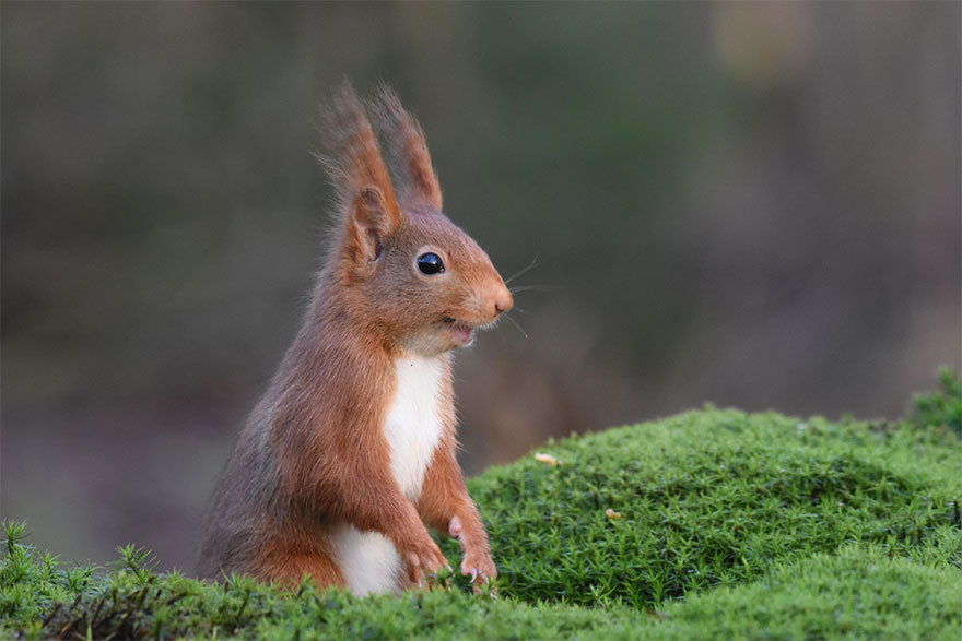 The Finalists Of The 2020 Comedy Wildlife Photography Awards Have Been Announced