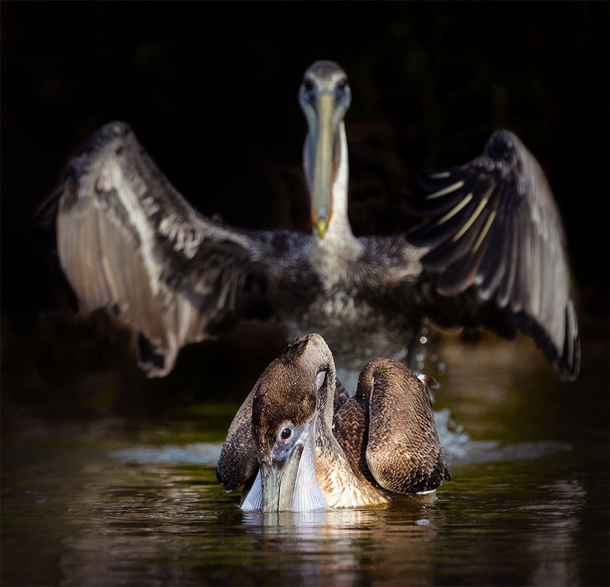 The Finalists Of The 2020 Comedy Wildlife Photography Awards Have Been Announced