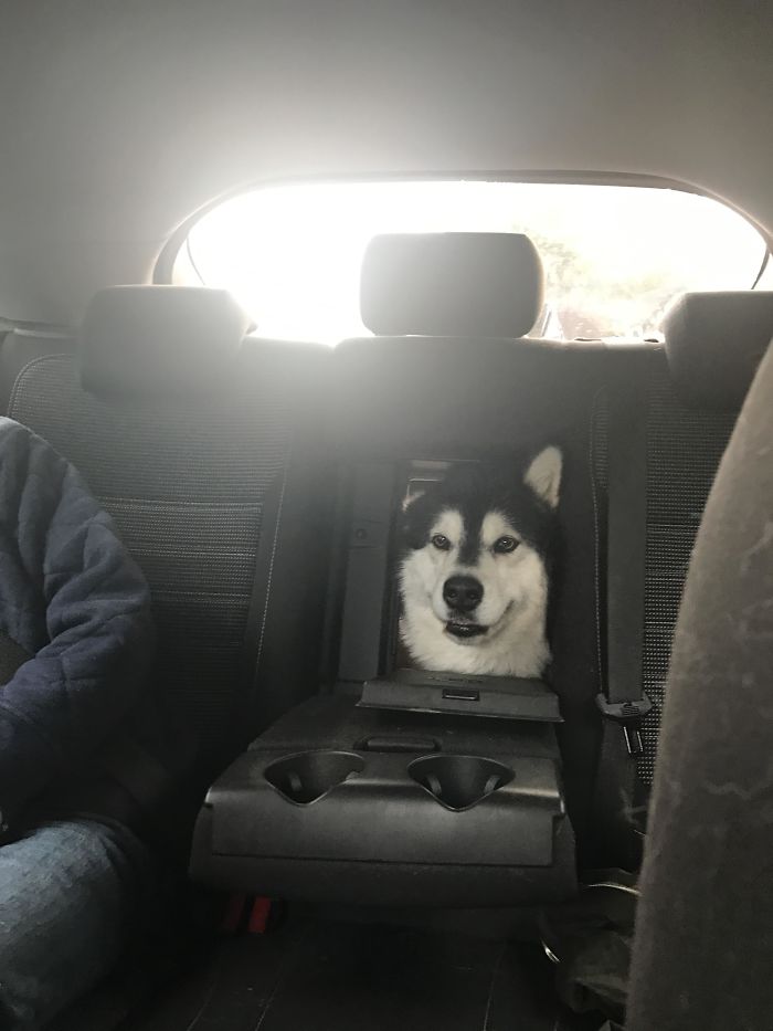 Doggos Acted So Ridiculously When Riding In Cars That Their Owners Just Had To Take A Pic