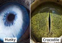 Armenian Photographer Captures Just How Unique Animal Eyes Are