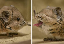 Elephant Shrews Have Been Rediscovered In Africa
