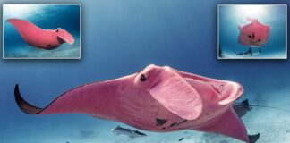 Pink Manta Ray awesome sea creature